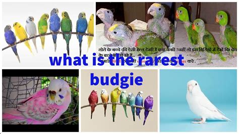 Baby Budgie Growth Stages Baby Parakeet Budgie Youtube