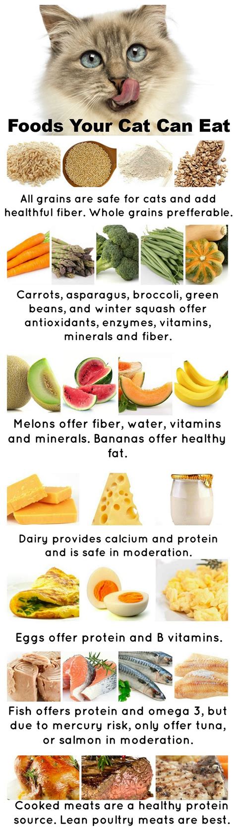 Cats require meat in their diet and are considered predominantly as carnivores. Healthy Foods Cats can eat | Foods cats can eat