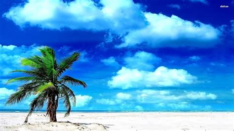 Only the best hd background pictures. Palm Tree Beach Wallpapers - Wallpaper Cave