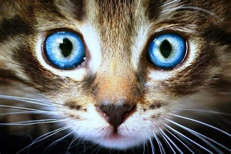 Cats Eyes Are Windows To Health Life With Cats