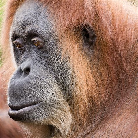 Sumatran Orangutan Rainforest Animals