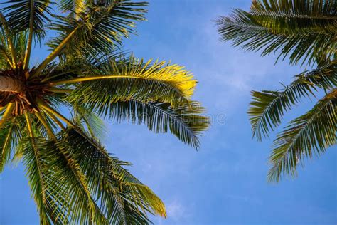 Green Fluffy Palm Leaf On Blue Sky Background Tropical Nature Abstract