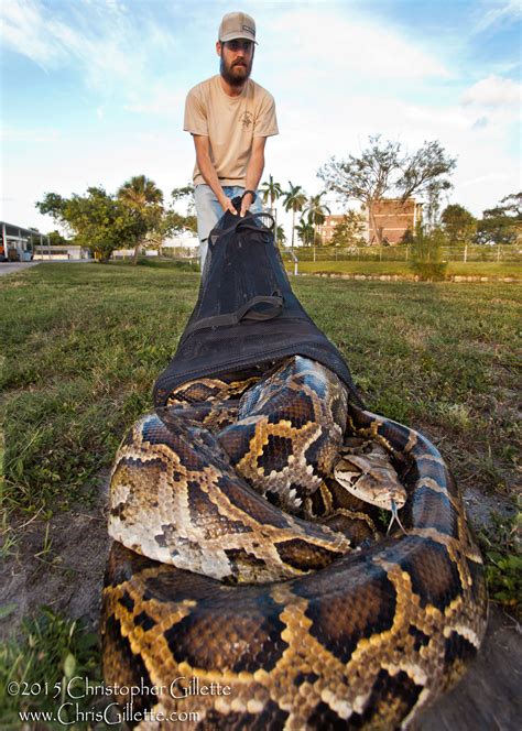 Pythons In The Everglades Frequently Asked Questions