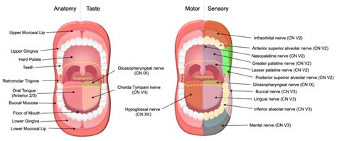 Floor Of Mouth Surgical Anatomy Review Home Co