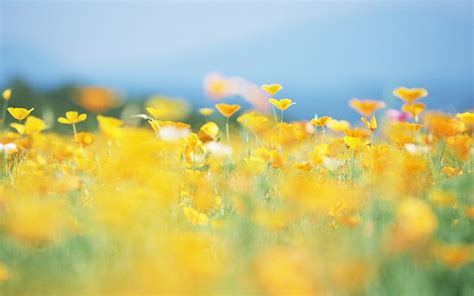 Elvin Siew Chun Wai Likes Nature And Flowers Photographyelvin Siew