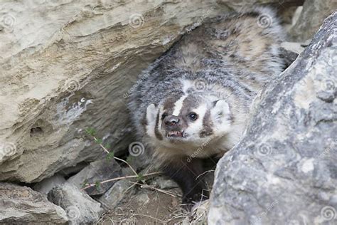 Angry Badger In Den Stock Image Image Of Powerful Carnivores 42477037