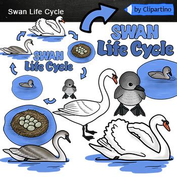 Swan Bird Life Cycle Clip Art By Clipartino Teachers Pay Teachers