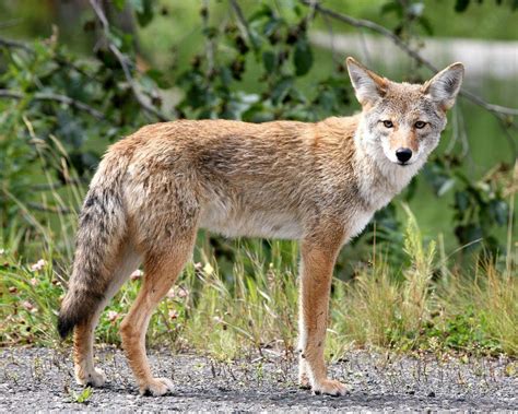 After Several Recent Coyote Sightings In Pacific Grove Police Offer