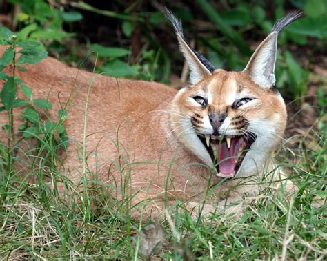 Don't miss what's happening in your neighborhood. The Natural World: Acrobatic Felines: The Caracal