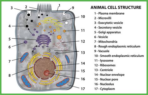 Secretory Vesicle In Animal Cell