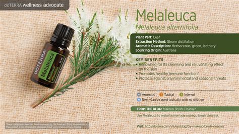 Melaleuca Tea Tree Oil Dōterra Essential Oils
