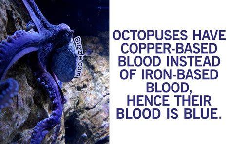 These Octopus Facts Will Surely Ignite The Curiosity Of Kids