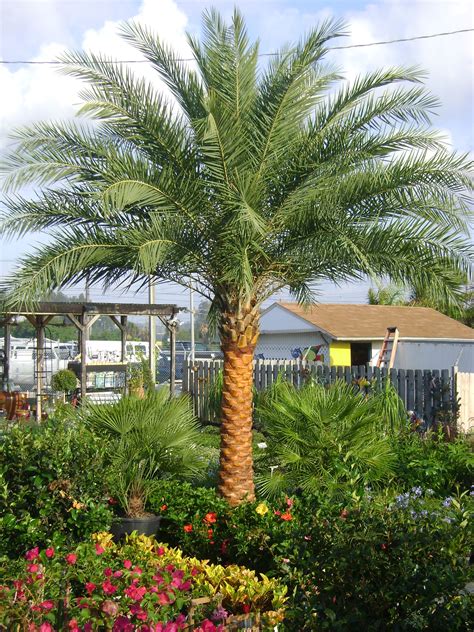 Mature Phoenix Date Palm Tree 11 Canopy 51 15 20 Ft