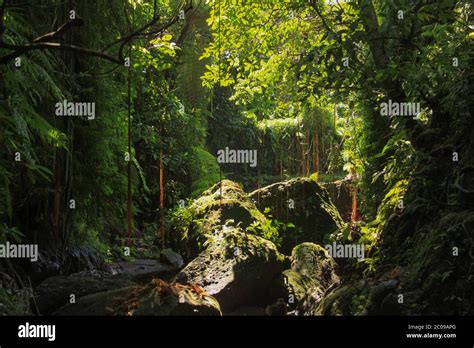 Dense Equatorial Vegetation With Tall Lush Tropical Rainforest Trees