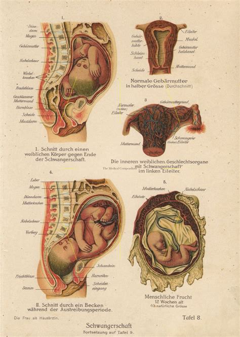Pregnant Woman Anatomy Diagram