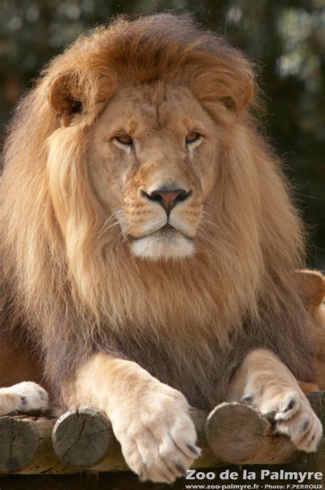 Zoo De La Palmyre Venez Découvrir Le Lion