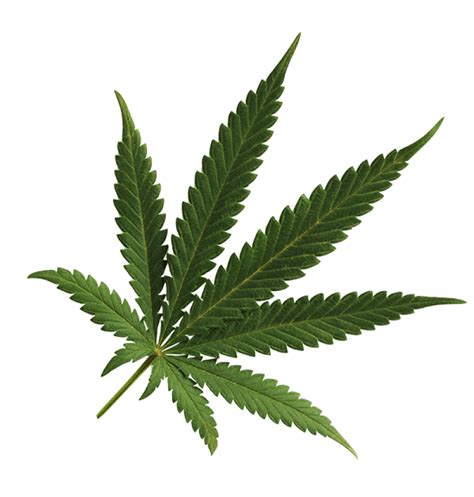 Weed Png Transparent Png Image Collection