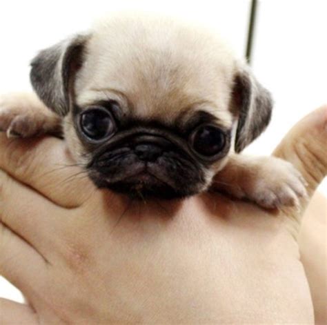 List 96 Pictures The Cutest Pug In The World Full Hd 2k 4k 092023