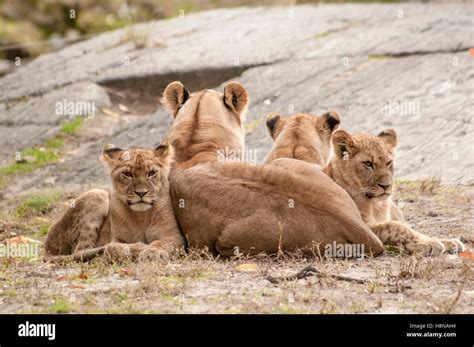 Adult African Lioness Panthera Leo With Her Three Cubs Cuddled With