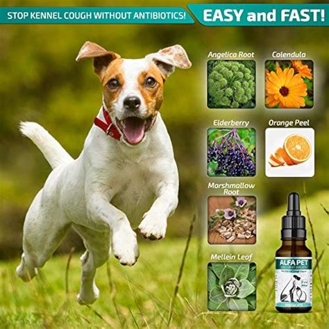 Alfa Pet Kennel Cough Medicine For Dogs Organic Dog Colds And Allergies