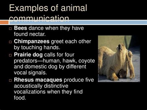 Animals Communication