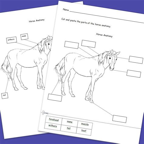 20 Printable Horse Anatomy Worksheets Worksheet From Home Anatomy