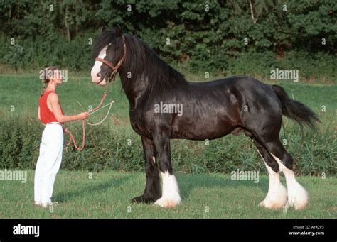 Shire Horse Ride Hi Res Stock Photography And Images Alamy