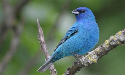 14 Amazing Blue Colored Birds In The World Free Camping What Is A