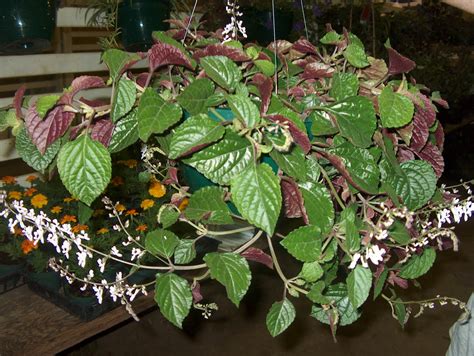 Pinch all types to induce branching; Online Plant Guide - Plectranthus ciliatus / Plectranthus ...