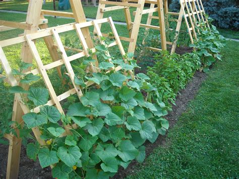 How To Grow Cucumber How To Grow Foods