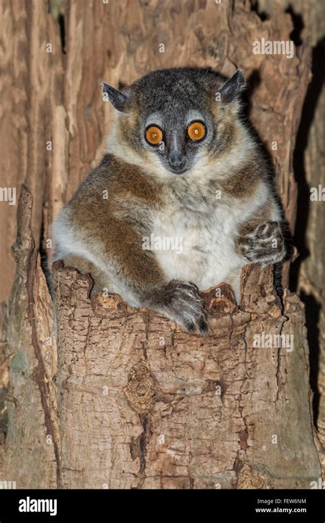 White Footed Sportive Lemur Lepilemur Leucopus In A Tree Hole
