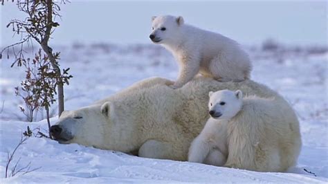 Polar Bear Love 1Funny Com