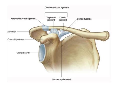 The Acromioclavicular Joint
