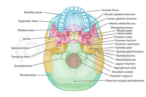 Occipital Bone Jugular Foramen