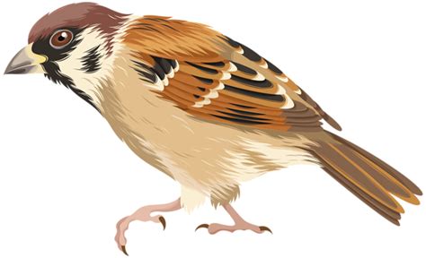 Sparrow Png Clip Art Image Art Images Clip Art Art