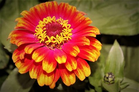 Bright And Cheerful Mushroom Flower Pentax User Photo Gallery