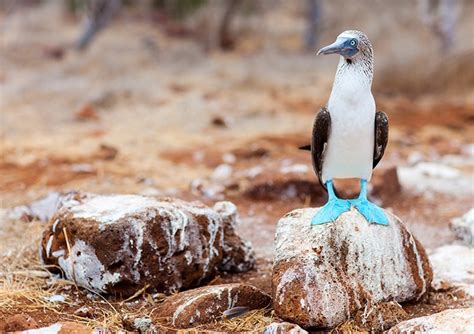 Fascinating Facts About Red Footed And Blue Footed Boobies