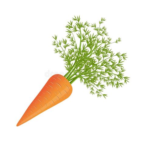 Carrot With Leaves Flat Style Vector Illustration Isolated On White