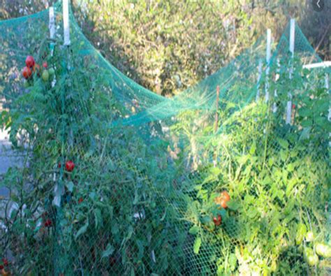 We did not find results for: How To Install Bird Netting For Tomatoes Garden