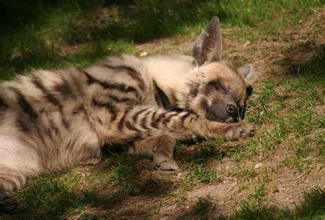 Other articles where striped hyena is discussed: Striped hyena | photography | Kiza's page