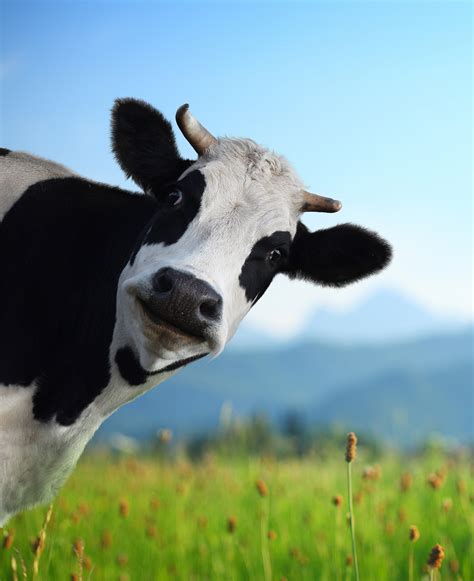 Funny Cow Face
