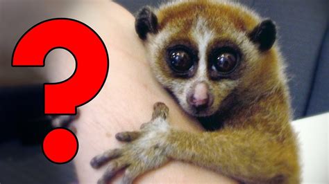 Cute Animals You Should Actually Fear Youtube