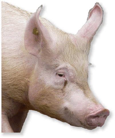 Hausschwein — hausschwein,das:⇨schwein(1,a) … das wörterbuch der synonyme. Hausschwein Mini - Heimidee