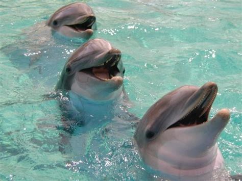 Dolphins are mammals because they breathe air, they bear live young, and baby dolphins drink milk and have hair. Yayasan Sanctuary: Dolphin " The Amazing Animal