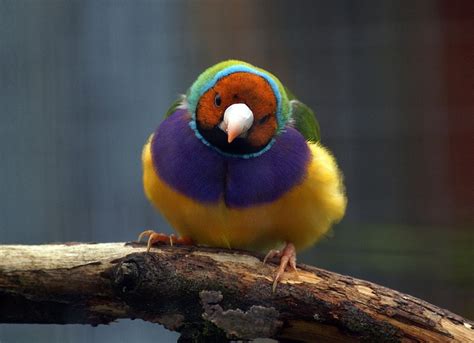 Bird Gouldian Finch No People Wildlife Goulds Finch Perched 1080p