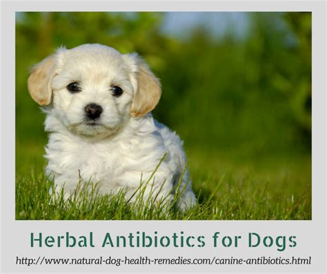 Most antibiotics are only available with a prescription. Canine Antibiotics | Herbal Antibiotics for Dogs