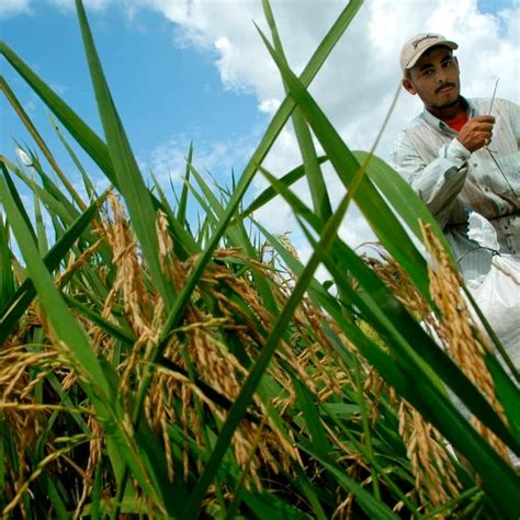 ونددوا بأن آلاف الأطنان من الأرز فقدت من الحصاد في أوروغواي بسبب نقص الغاز بسبب احتجاج نقابي