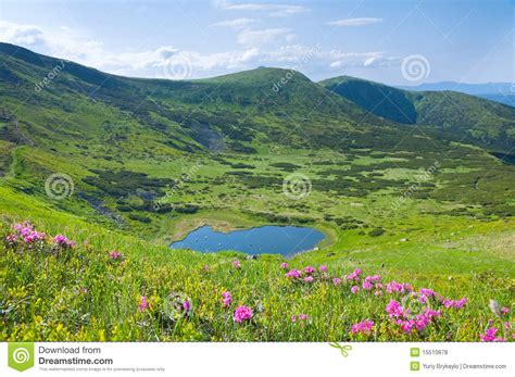 Rhododendron Flowers Near Mountain Lake Royalty Free Stock
