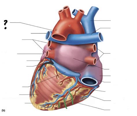 Anatomy Cardio Flashcards Quizlet