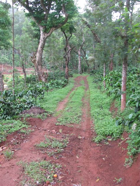 Rows of dried coffee berries in coorg, india. ILR Cornell in India: Visit to Coffee Plantation in the Coorg District
